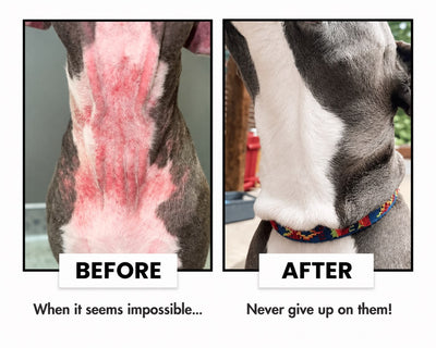 Deodorizing Pet Glove Wipes — Waterless Cleaning for Dogs & Cats